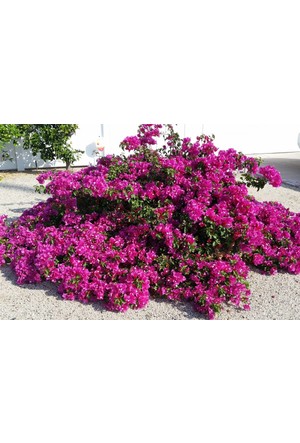 Begonvil Bakimi Begonvil Cicegi Bodur Begonvil Sarmasik Begonvil