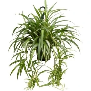 Chlorophytum comosum Kurdele Çiçeği 20-40 cm Saksıda
