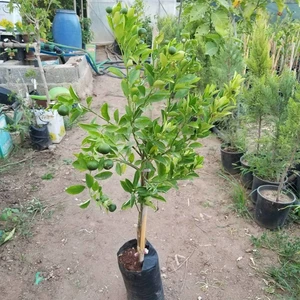 Berke Fidancılık Saksılık Calamondin Fidanı 4.5 Yaş (Bol Meyveli)