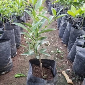 Berke Fidancılık Ultra Bodur Kamkat Fidanı 20-30 Cm Aşılı 2 Yaş