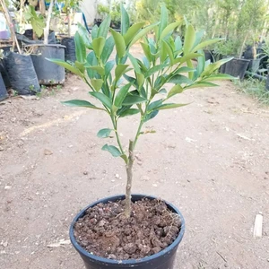 Berke Fidancılık Saksılı Ultra Bodur Kamkat Fidanı 20-30 Cm Aşılı 2 Yaş