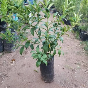 Berke Fidancılık Kamkat Nagami 50-70 Cm Aşılı 3 Yaş (Bol Meyveli)