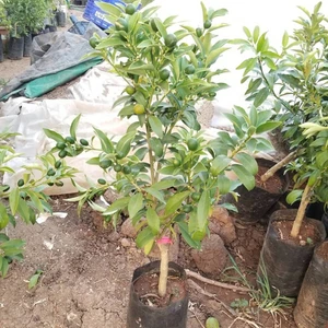 Berke Fidancılık Kamkat Nagami 60 85 Cm Aşılı 3.5 Yaş (Bol Meyveli)