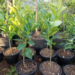 Berke Fidancılık Saksılı Ultra Bodur Yediveren Limon Fidanı 20-30 Cm Aşılı 2 Yaş
