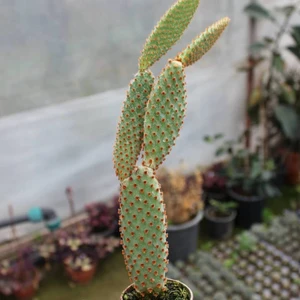 Berke Fidancılık Tavşan Kaktüs / Sarı Dikenli (Opuntia Microdasys Albata) (5.5 Cm Saksıda Özel Ürün)