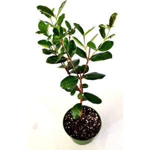 Feijoa Sellowiana Kaymak Ağacı Fidanı, Saksıda