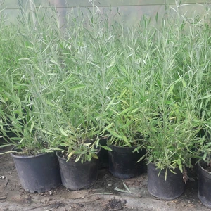 Yalova Fidan Market Lavanta (Lavandula)