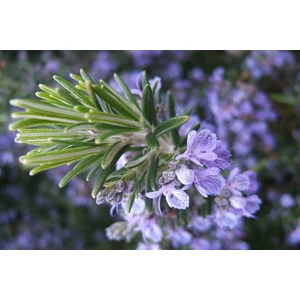 Yalova Fidan Market Biberiye (Rosmarinus Officinalis) Fidanı Aşılı