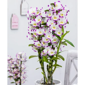 Yalova Fidan Market Kokulu Orkide (Dendrobium)