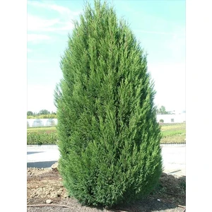 Leylandi Fidanı 80-100cm