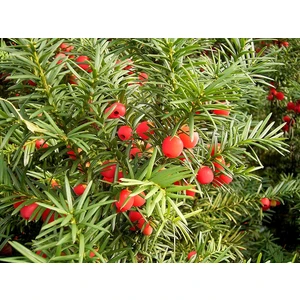 Yalova Fidan Market Porsuk Ağacı (Taxus Baccata)