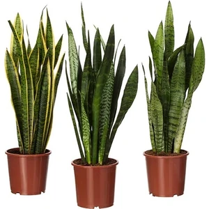 Sansevieria Trifasciata Paşa Kılıcı, 60-80 cm, Saksıda