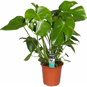 Monstera deliciosa Deve Tabanı, 30-40 cm Saksıda