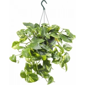 Askılı Pothos Sarmaşığı Saksıda