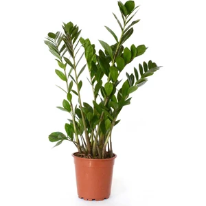 Zamia Çiçeği, Saksıda