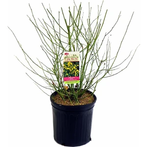 Fidanistanbul Sarı Kanarya Gülü Kerria japonica Pleniflora, +120 cm, Saksıda