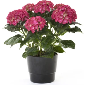 Ortanca Fidanı Kırmızı 20-40 cm, Saksıda