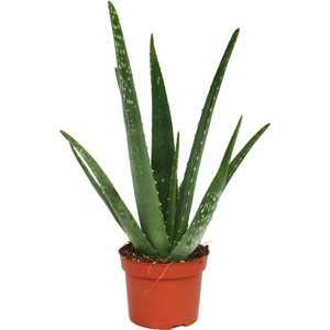 Berceste Peyzaj Aloe Vera