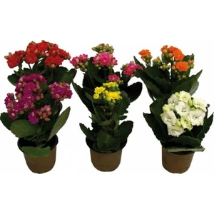 Berceste Peyzaj Kalanşo Çiçeği (Kalanchoe Kalandiva 5 'Li Paket)