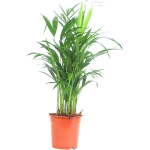 Berceste Peyzaj Areka Bitkisi (Areca Lutescens 60-80 Cm - Salon Palmiyesi)