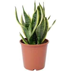 Bercestepeyzaj Paşa Kılıcı - Peygamber Kılıcı (Sansevieria Trifasciata 30 Cm)