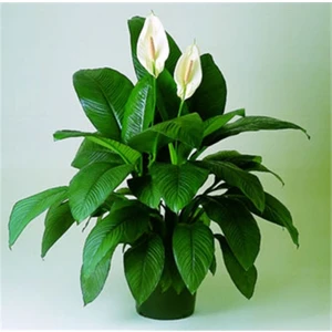 Berceste Peyzaj Barış (Yelken Çiçeği) Spathiphyllum Salon Bitkisi