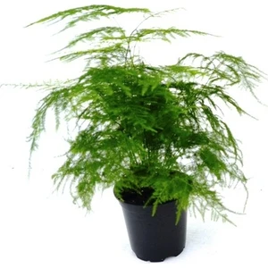 Berceste Peyzaj Asparagus Plumosus (Tül Kuşkonmaz )