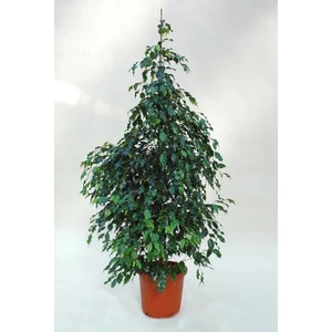 Bercestepeyzaj Benjamin Bitkisi Ficus Benjamin 105 Cm