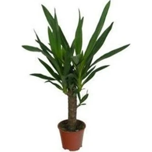 Bercestepeyzaj Yuka Bitkisi - Yucca (Avize Çiçeği)