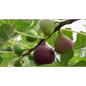 Yalova Fidan Market İncir Fidanı , (Beyaz Bursa) , Aşılı