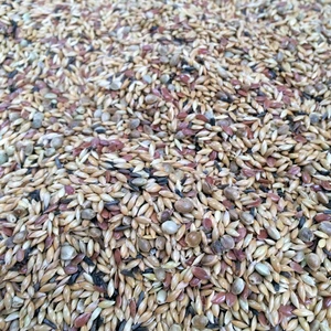 AslımlarKanarya Yemi 15 kg