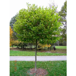 Londra Çınarı Ağacı, Saksıda