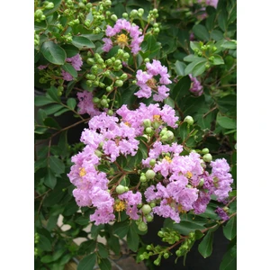 Pembe Oya Ağacı +130 cm, Saksıda