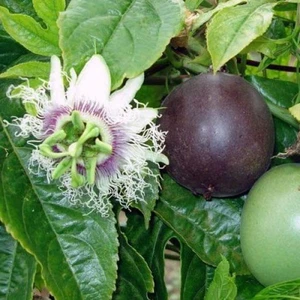 Meyveli Passiflora Edulis 5 Adet Tohum [Tohhum Ev Bahçe]