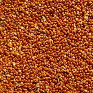 Kırmızı Darı 1 kg Kuş Yemi