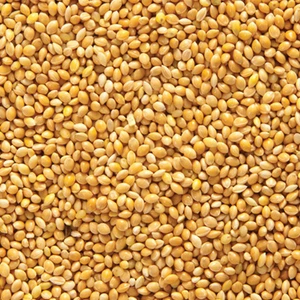 Sarı Darı 5 kg Kuş Yemi