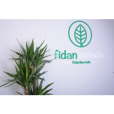 Fidan Burada Yuka Bitkisi Yucca Massengena 60 Cm Fiyati