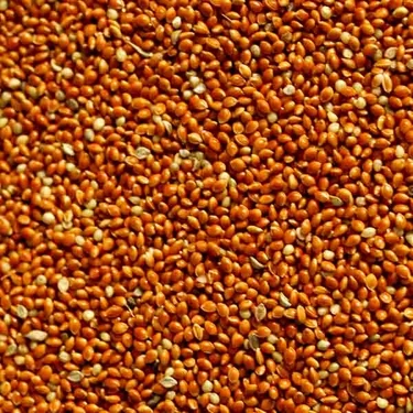 Aslımlar Kırmızı Darı 1 kg Kuş