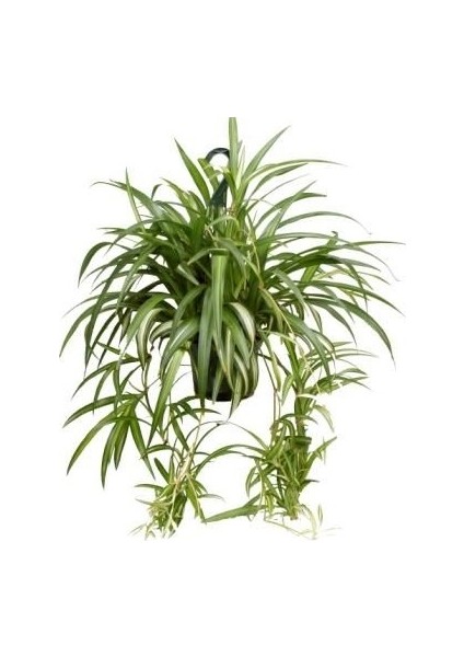 Chlorophytum comosum Kurdele Çiçeği 20-40 cm Saksıda