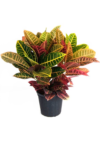 Croton