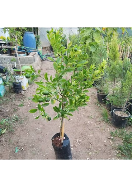 Berke Fidancılık Saksılık Calamondin Fidanı 4.5 Yaş (Bol Meyveli)