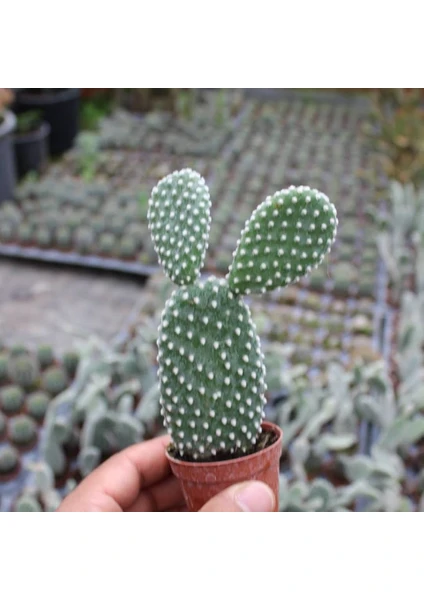 Berke Fidancılık Tavşan Kaktüs/Beyaz Dikenli (Opuntia Microdasys Albata) (5.5 Cm Saksıda Özel Ürün)