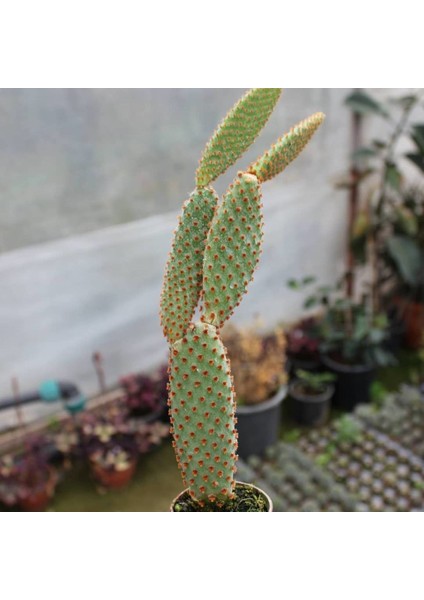 Berke Fidancılık Tavşan Kaktüs / Sarı Dikenli (Opuntia Microdasys Albata) (5.5 Cm Saksıda Özel Ürün)