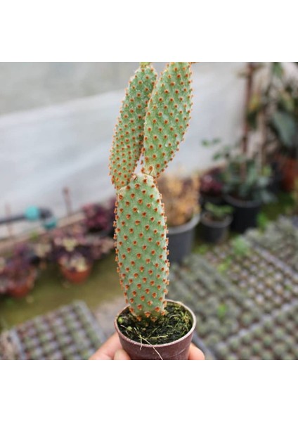 Berke Fidancılık Tavşan Kaktüs / Sarı Dikenli (Opuntia Microdasys Albata) (5.5 Cm Saksıda Özel Ürün)