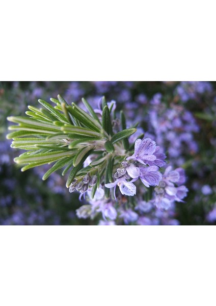 Biberiye (Rosmarinus Officinalis) Fidanı Aşılı