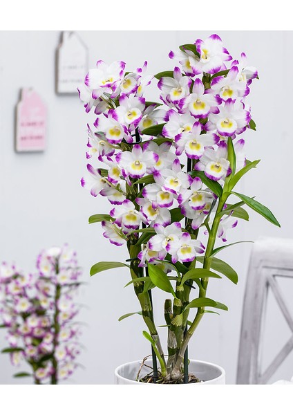 Kokulu Orkide (Dendrobium)