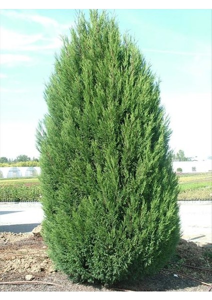 Leylandi Fidanı 80-100cm