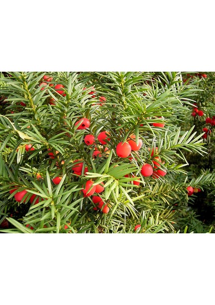 Yalova Fidan Market Porsuk Ağacı (Taxus Baccata)