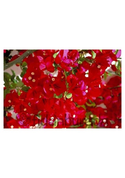 ​Begonvil Sarmaşığı - Kırmızı (Bougainvillea)