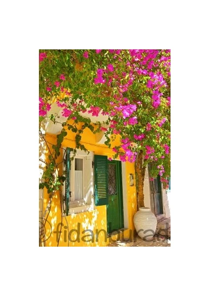 Fidan Burada ​Begonvil Sarmaşığı-Pembe -Fuşya-Bougainvillea